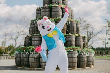 Renault Winery and Resort - Easter Bunny posing in front of the Renault wine barrels in the center courtyard.